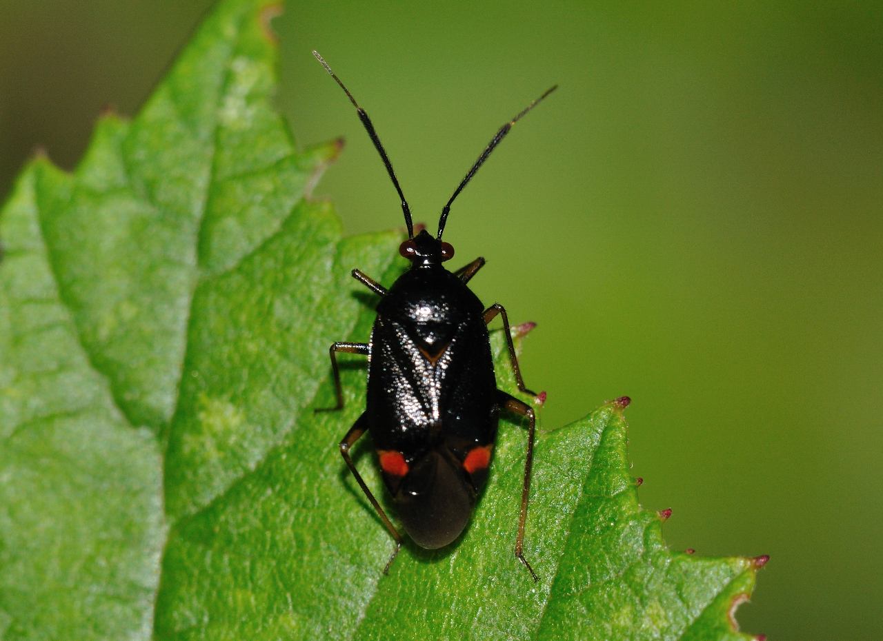 Miridae di Mentana: Deraeocoris ruber